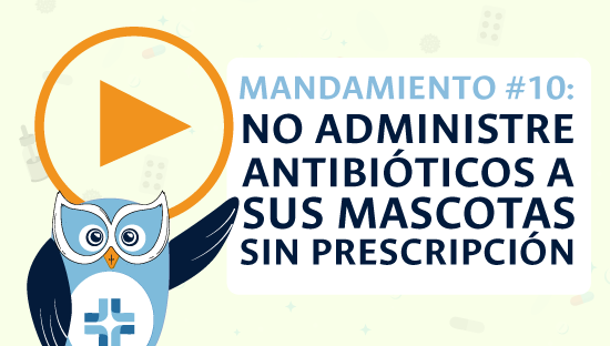 mandamiento 10 de los antibioticos