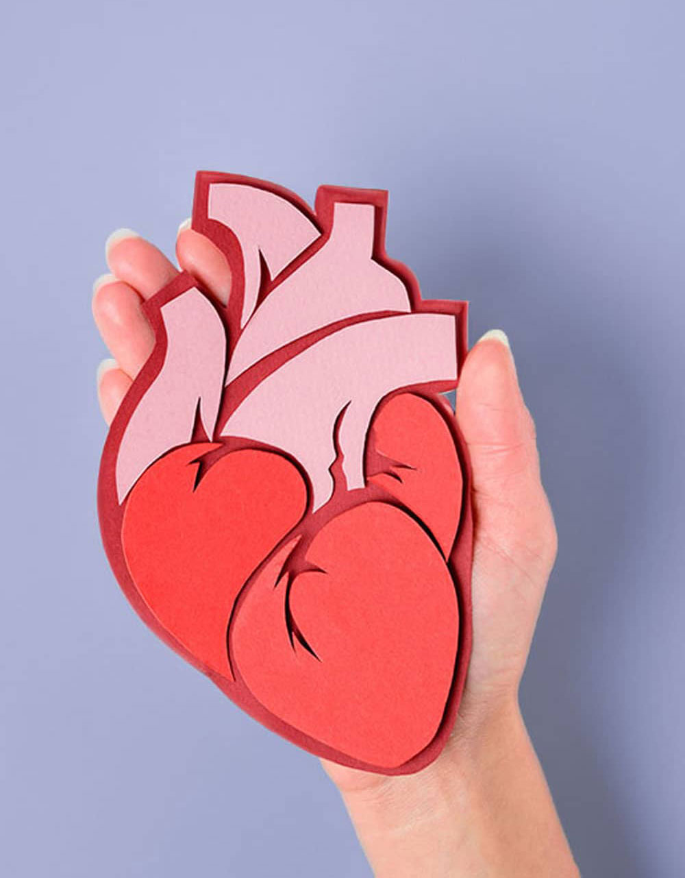 corazon anatomico
