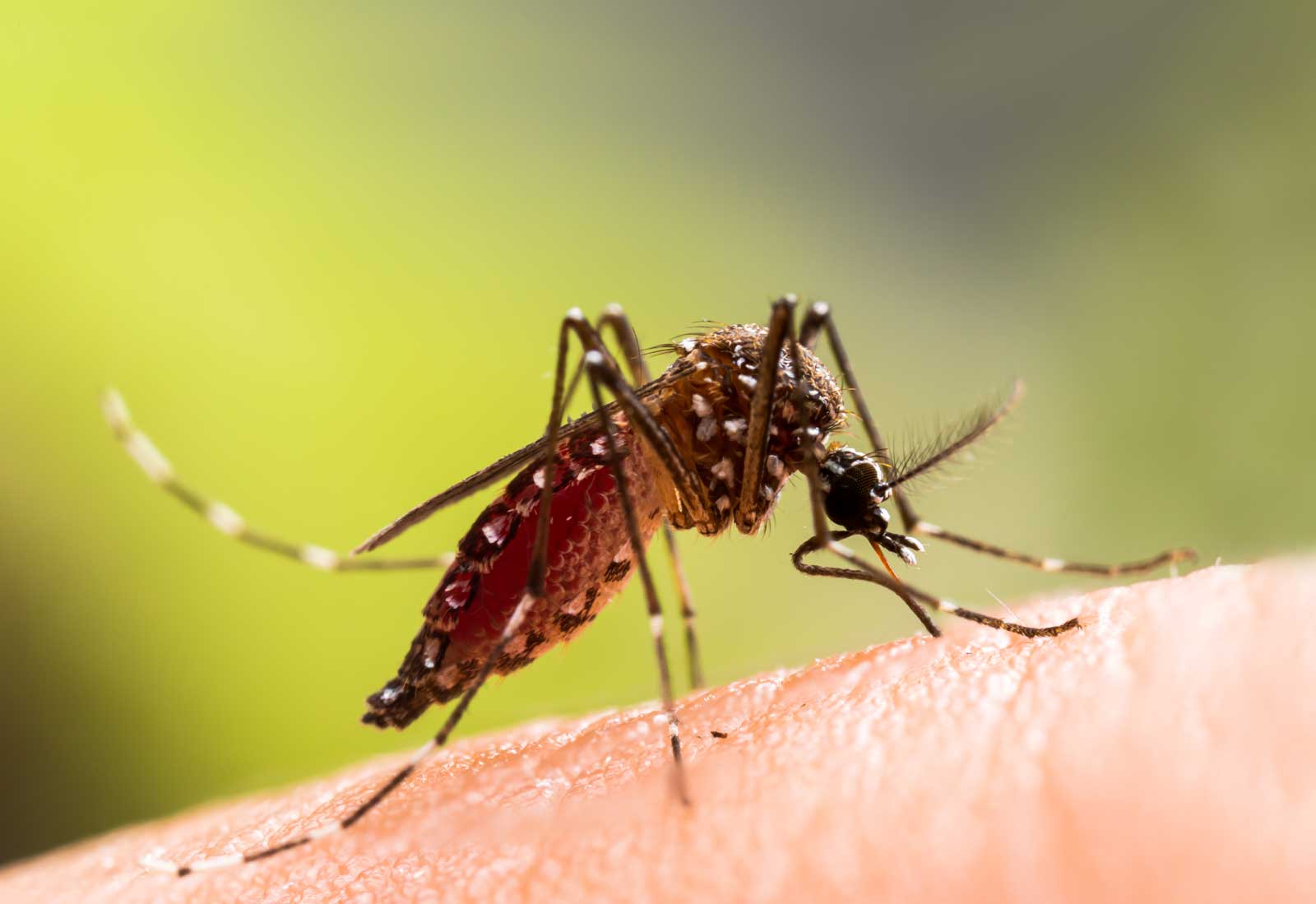 aedes mosquito
