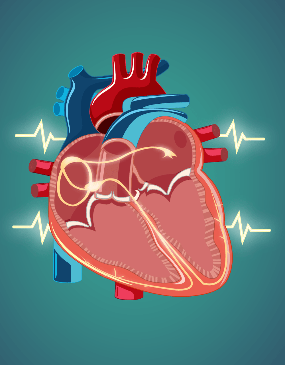 sistema eléctrico del corazón  haga clic para ver la página de trastornos de la conducción