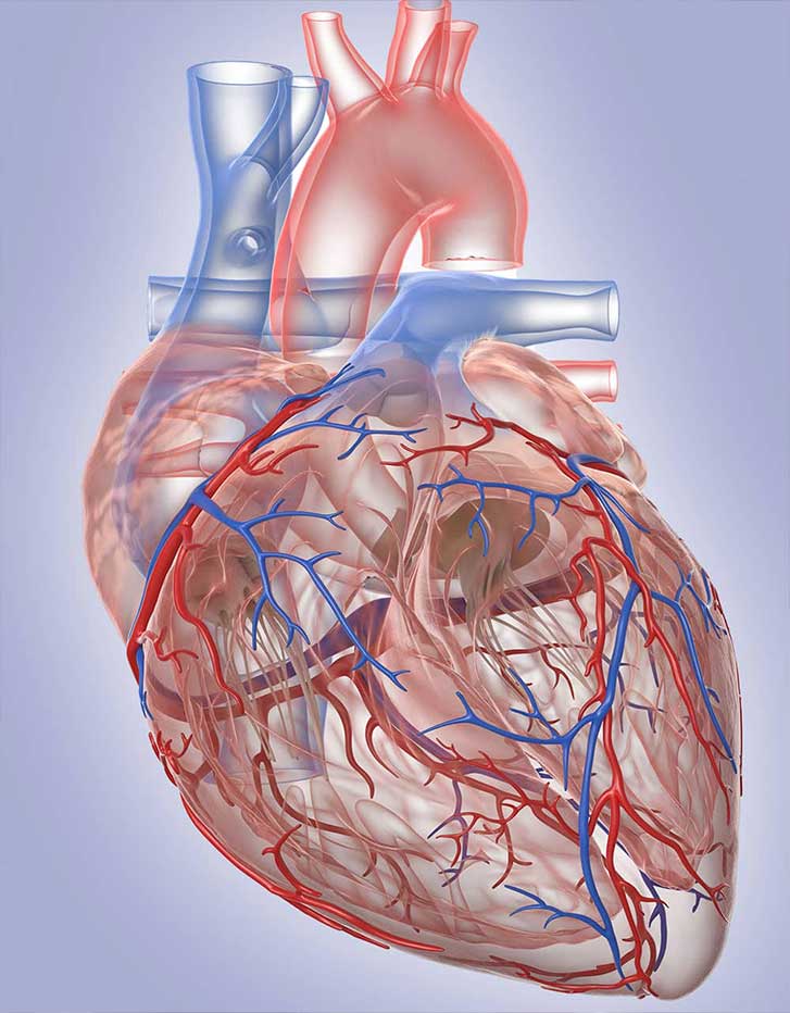 trastornos del corazon