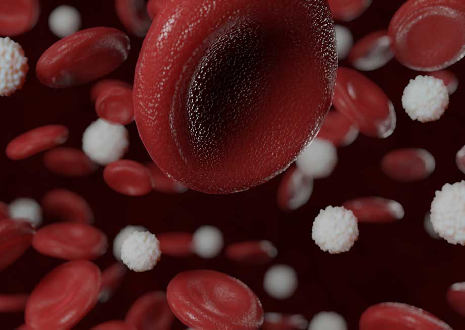imagen de glóbulos blancos y rojos