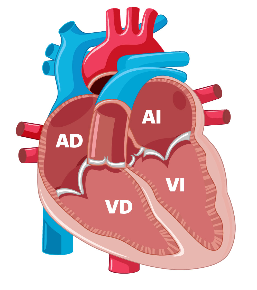 corazón ventriculos